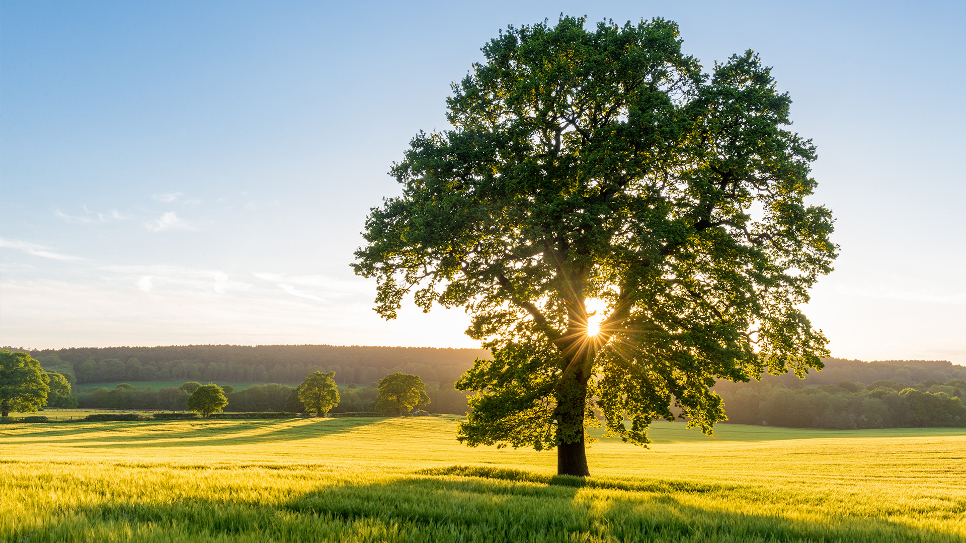 Tree Baum Full quality